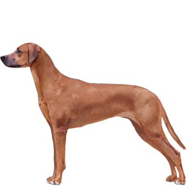 ローデシアンリッジバック【単検査】