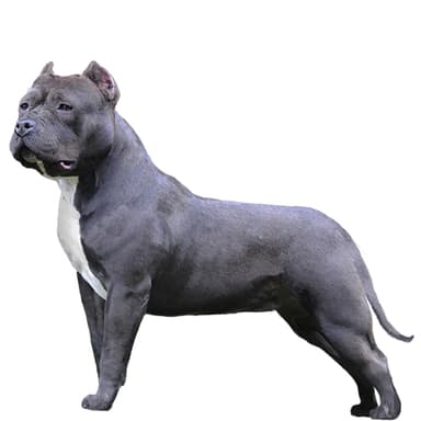 アメリカン・ブリー (Micro/Pocket/Classic/XL)【単検査】