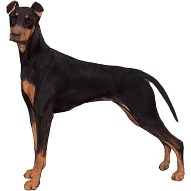 ドーベルマン【セット検査】