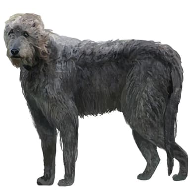 アイリッシュ・ウルフハウンド【セット検査】