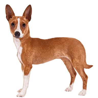 ポデンゴ・ポルトゥゲス【セット検査】