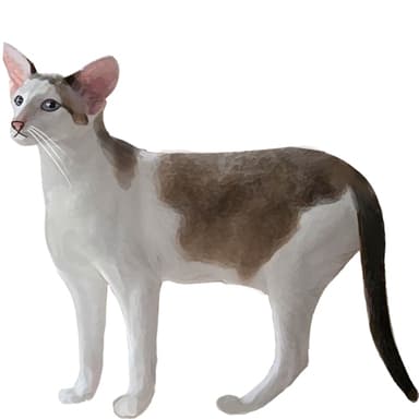 セイシェルワ（ショート／ロングヘア）【セット検査】