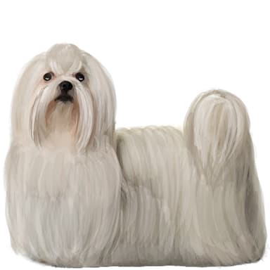 マルチーズ【セット検査】