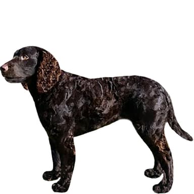 マレーリバーレトリーバー【セット検査】