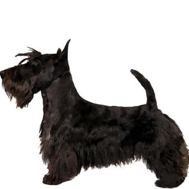 スコティッシュ・テリア【セット検査】