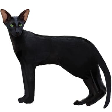 オリエンタル【セット検査】