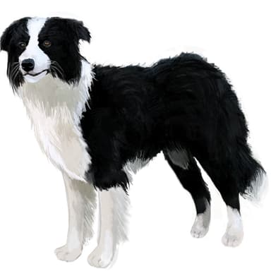 ボーダー・コリー【セット検査】