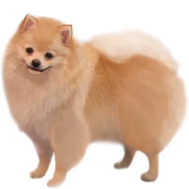 ジャーマン・スピッツ【セット検査】