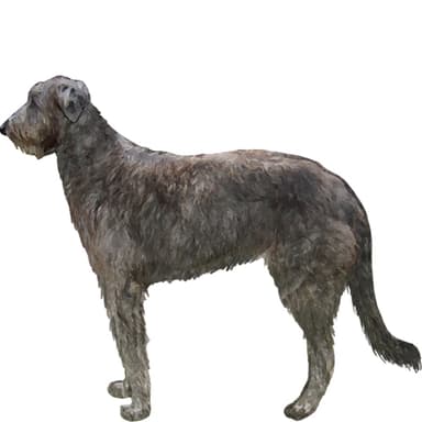 スコティッシュ・ディアハウンド【セット検査】