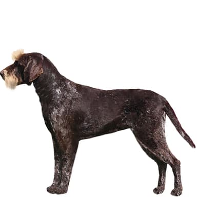 ジャーマン・ワイアーヘアード・ポインター【セット検査】