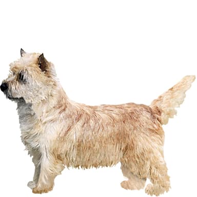 ノーリッチ・テリア【セット検査】