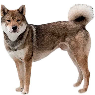 四国犬【セット検査】