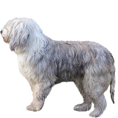 スミスフィールド／スミスフィールド・キャトル・ドッグ【セット検査】