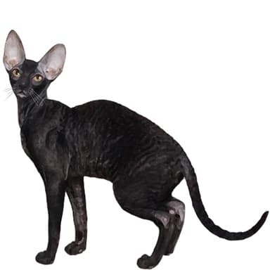 レックス【単検査】