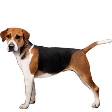 フォックスハウンド【セット検査】