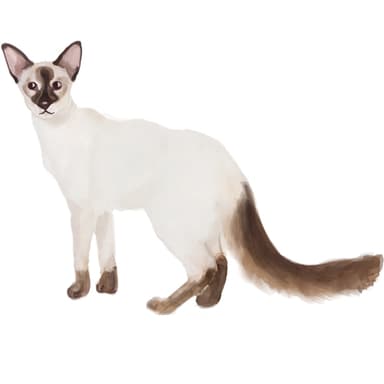 バリニーズ【セット検査】