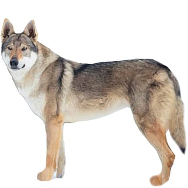 チェコスロバキアン・ウルフドッグ【セット検査】