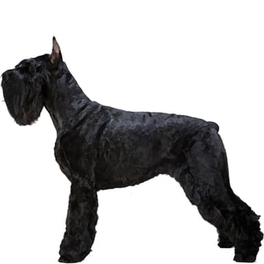 シュナウザー（ジャイアント）【セット検査】