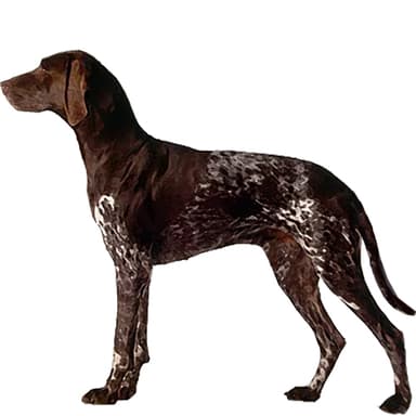 ポインター【単検査】