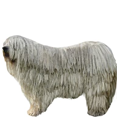 コモンドール【セット検査】