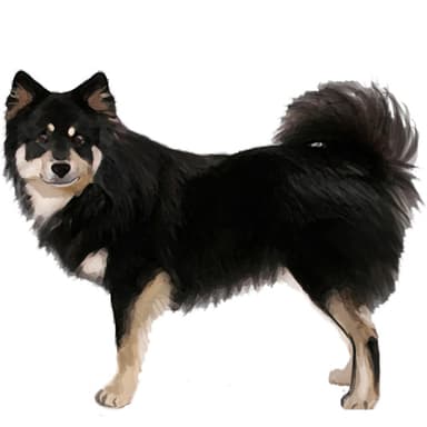 フィニッシュ・ラップフンド【セット検査】