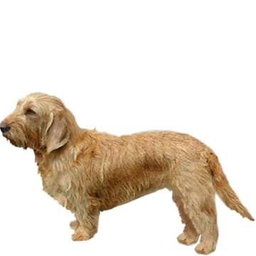 バセット・フォーヴ・ド・ブルターニュ【セット検査】