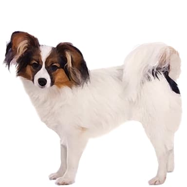 パピヨン（ファレーヌ）【セット検査】