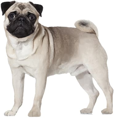 パグ【セット検査】