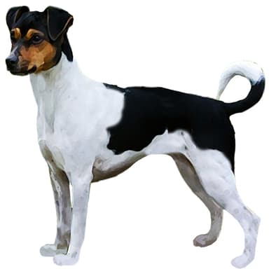 ブラジリアン・テリア【セット検査】