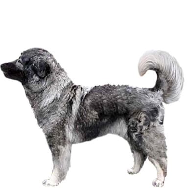 シャルプラニナッツ【セット検査】