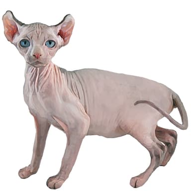 エルフキャット【セット検査】