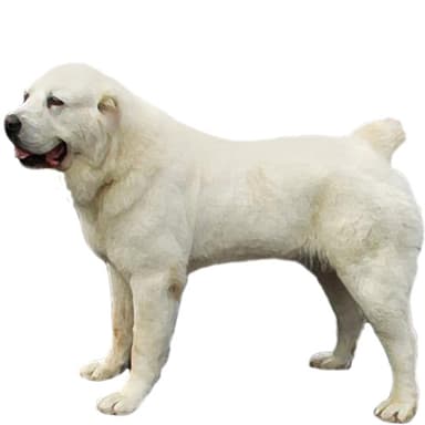 アジアン・シェパード【単検査】