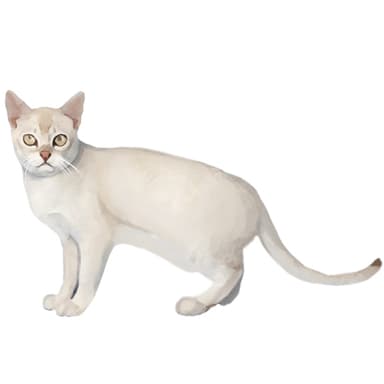 バーミラ【セット検査】