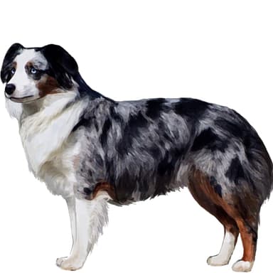 アメリカン・シェパード（ミニチュア）【単検査】