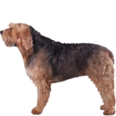 オッターハウンド【セット検査】