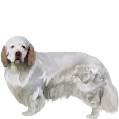 クランバースパニエル【セット検査】