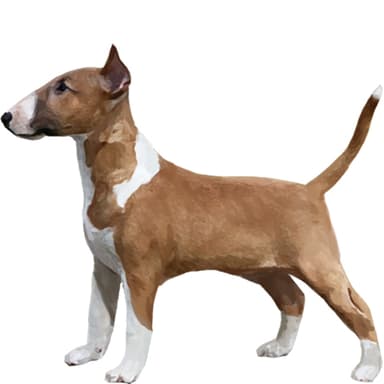 ブルテリア（ミニチュア）【セット検査】