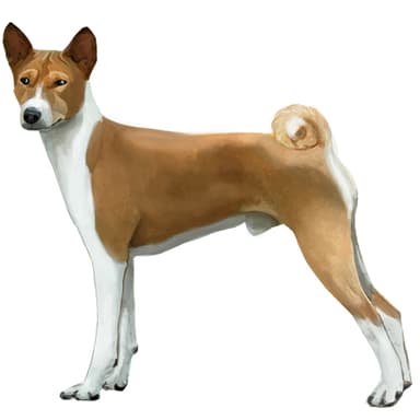 バセンジー【セット検査】