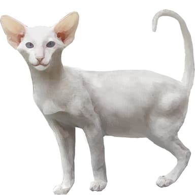 フォーリン・ホワイト【セット検査】