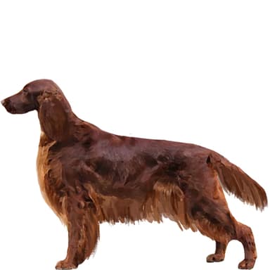 アイリッシュ・セッター【セット検査】