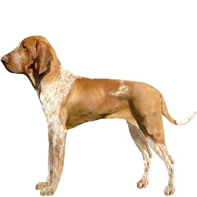 ブラッコ・イタリアーノ【セット検査】