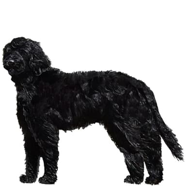 オーストラリアン・コバードッグ【セット検査】