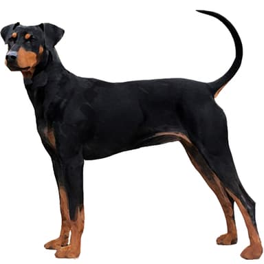 ジャーマン・ピンシャー【セット検査】