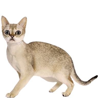 シンガプーラ【セット検査】