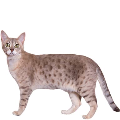 オーストラリアン・ミスト【セット検査】