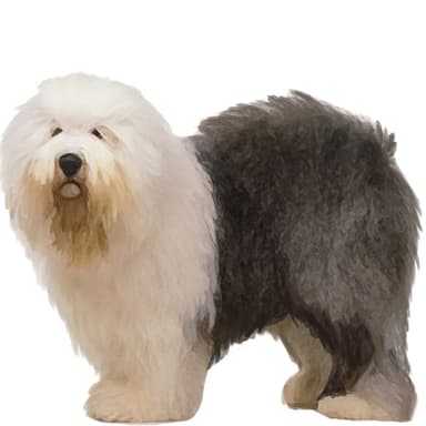 オールド・イングリッシュ・シープ・ドッグ【セット検査】