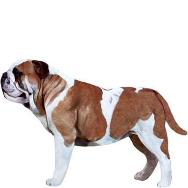 オーストラリアン・ボスドッグ【セット検査】