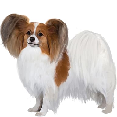 パピヨン【セット検査】