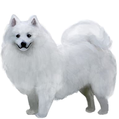 スピッツ【セット検査】