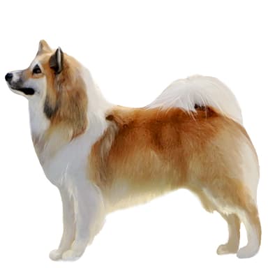 アイスランドシープドッグ【セット検査】